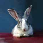 Αρθρο για κουνελάκια